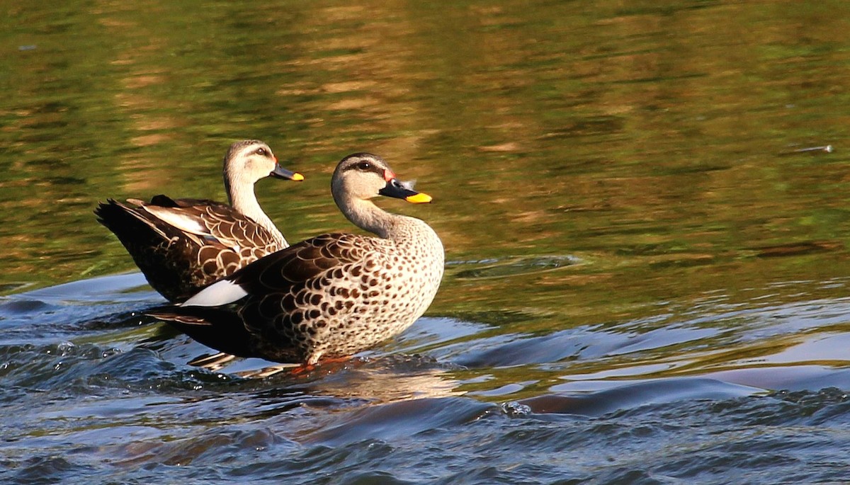 Indian Spot-billed Duck - ML618706724