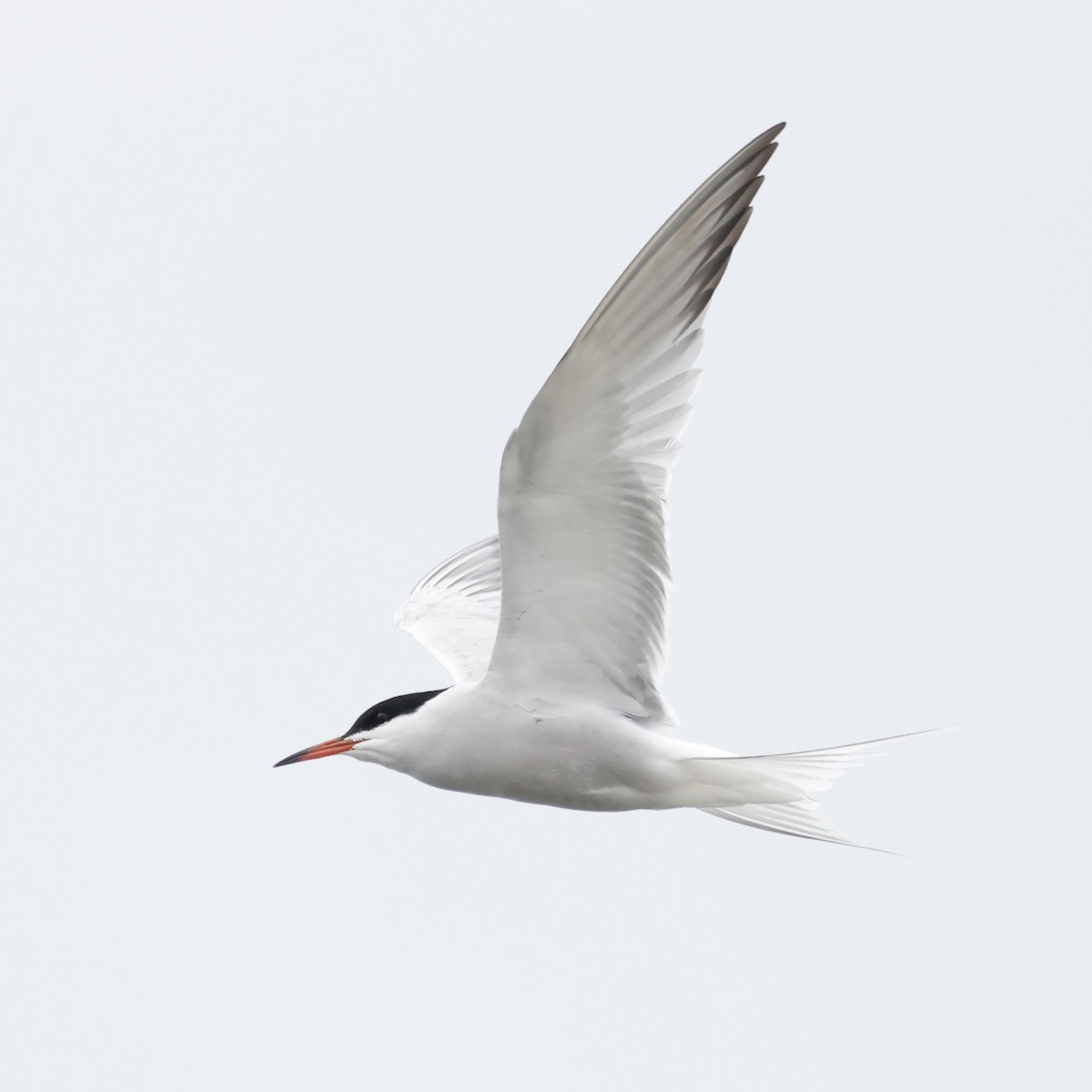 Common Tern - ML618706725