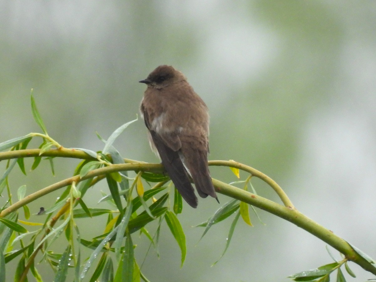 Northern Rough-winged Swallow - ML618706731