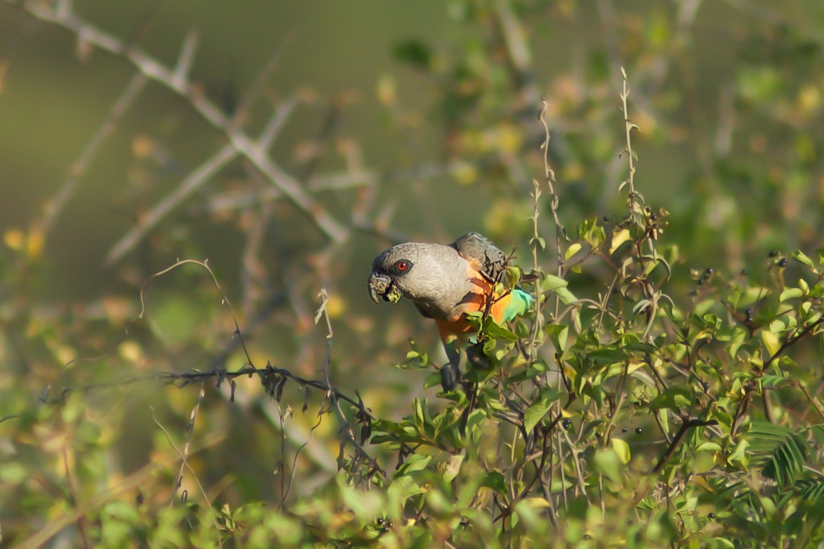 Red-bellied Parrot - ML618706744