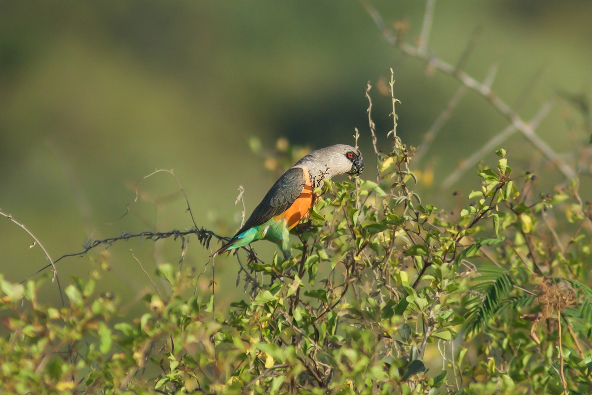 Red-bellied Parrot - ML618706745
