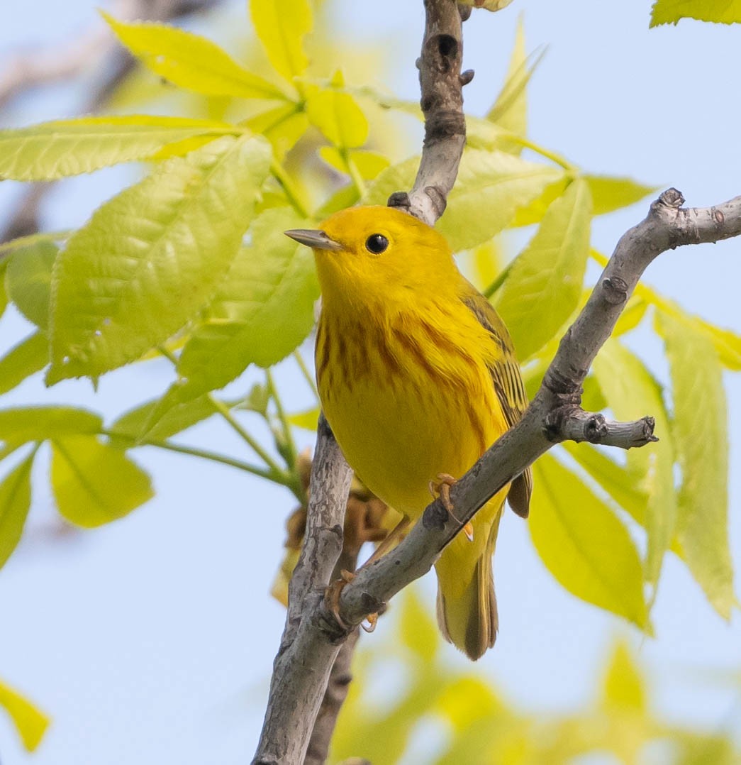 Yellow Warbler (Northern) - ML618706788