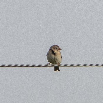 Field Sparrow - ML618706813