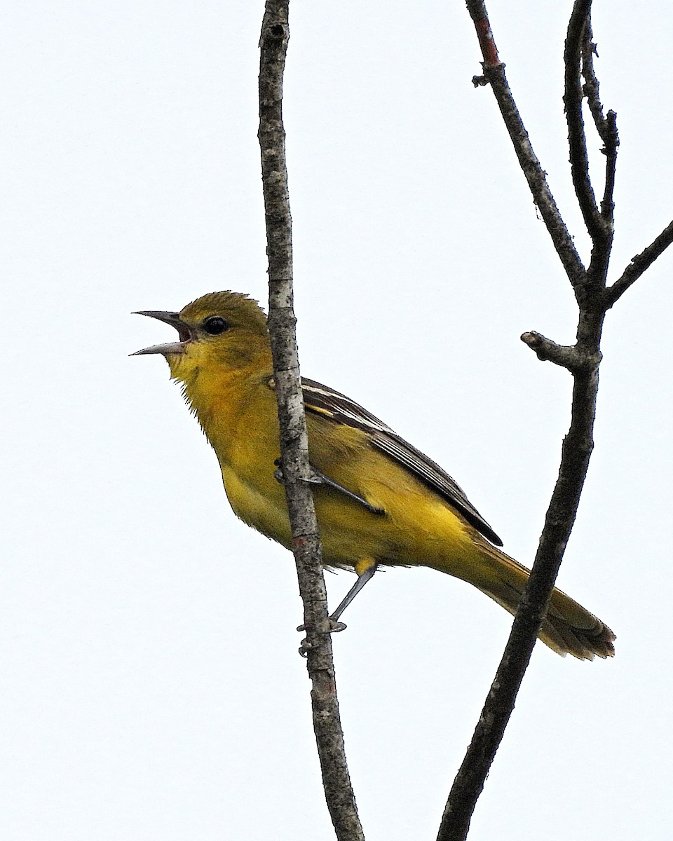 Orchard Oriole - ML618706818