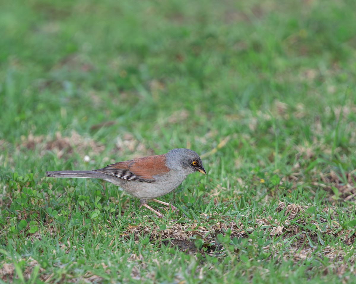 Yellow-eyed Junco (Mexican) - ML618706879