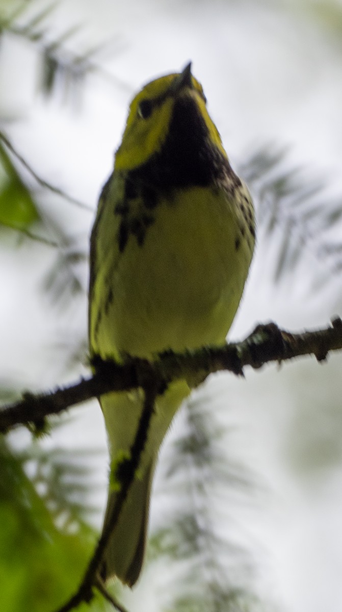 Black-throated Green Warbler - ML618706899