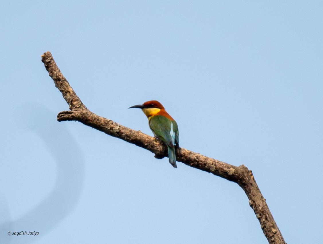 Chestnut-headed Bee-eater - ML618706919