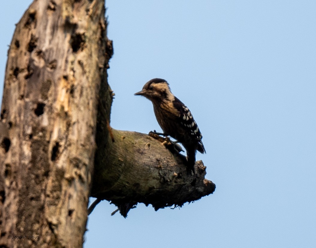 Gray-capped Pygmy Woodpecker - ML618706936