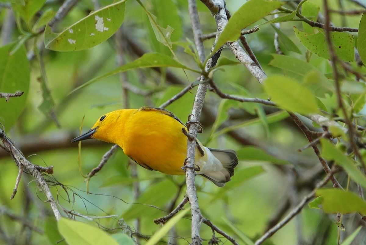Prothonotary Warbler - ML618706949