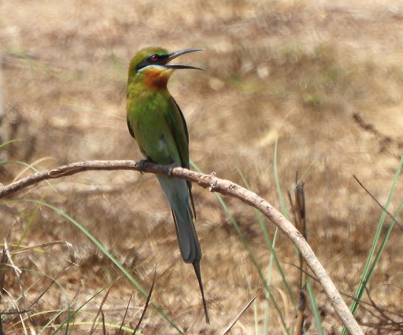 Blue-tailed Bee-eater - ML618706970