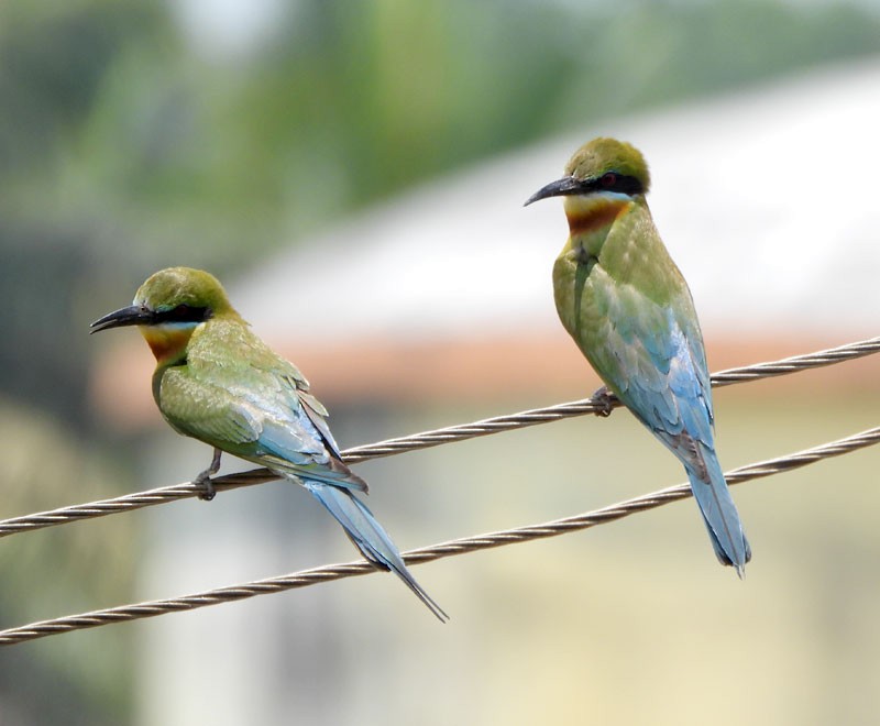 Blue-tailed Bee-eater - ML618706971