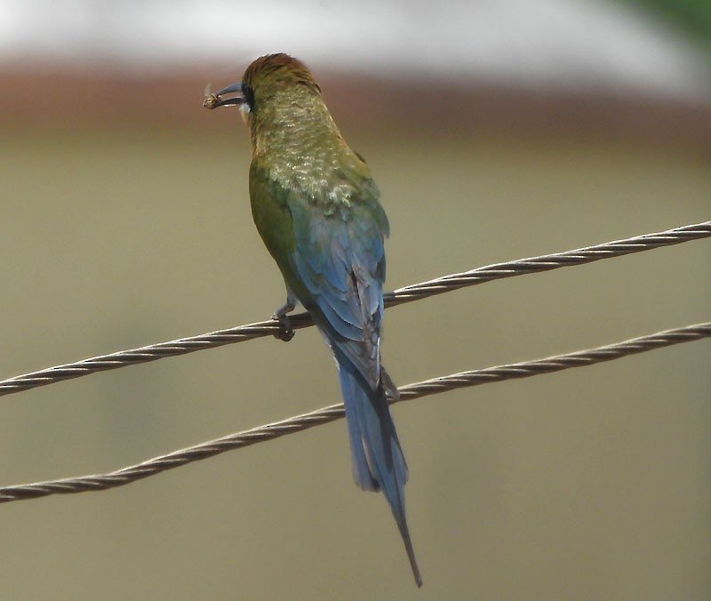 Blue-tailed Bee-eater - ML618706972