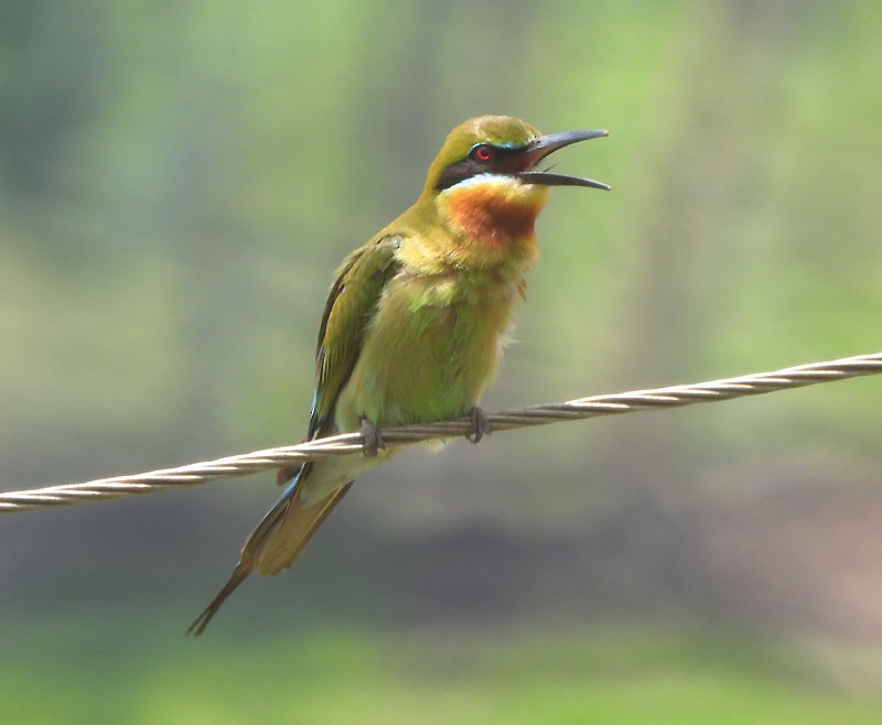 Blue-tailed Bee-eater - ML618706973