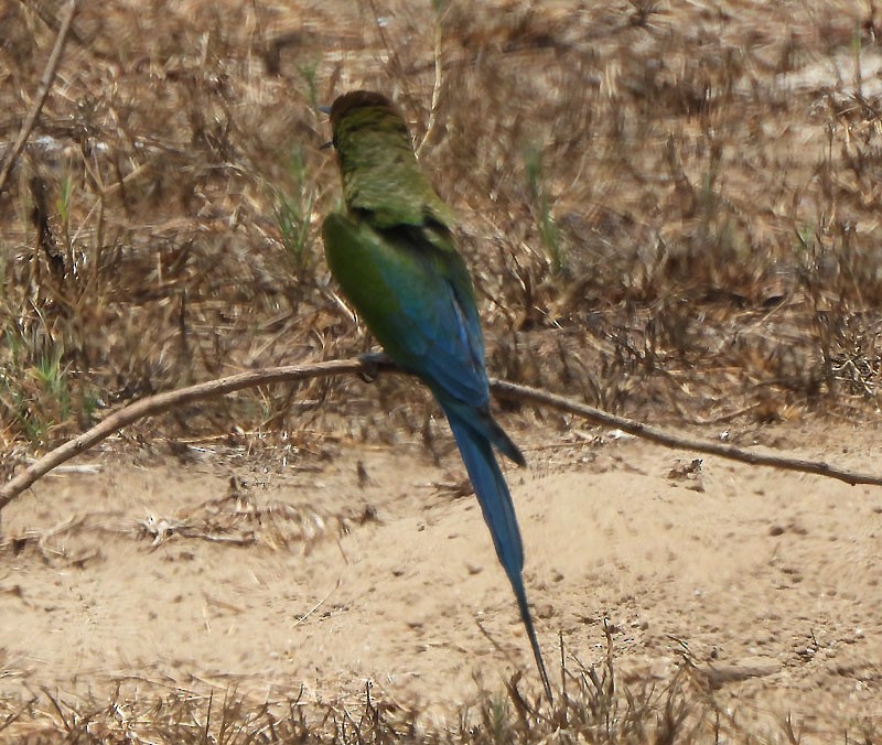 Blue-tailed Bee-eater - ML618706975