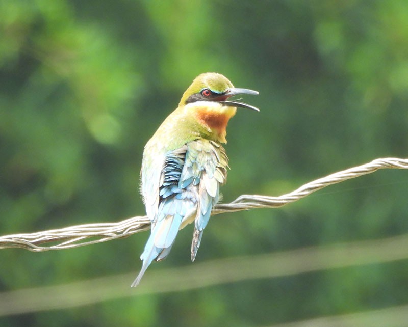 Blue-tailed Bee-eater - ML618706976