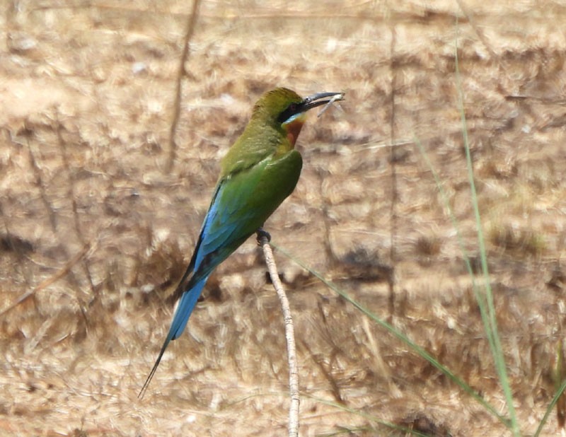 Blue-tailed Bee-eater - ML618706977