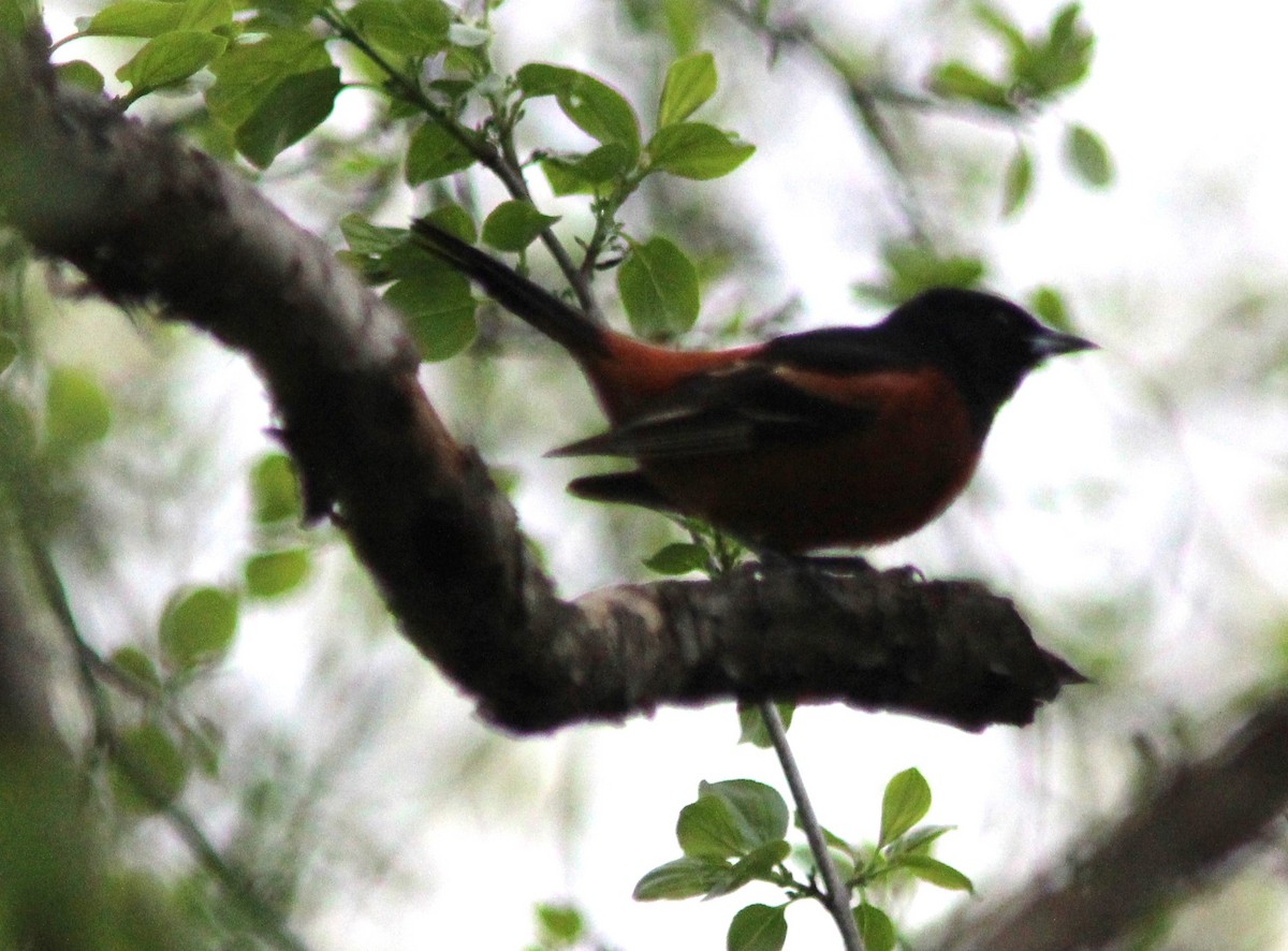 Orchard Oriole - ML618707038