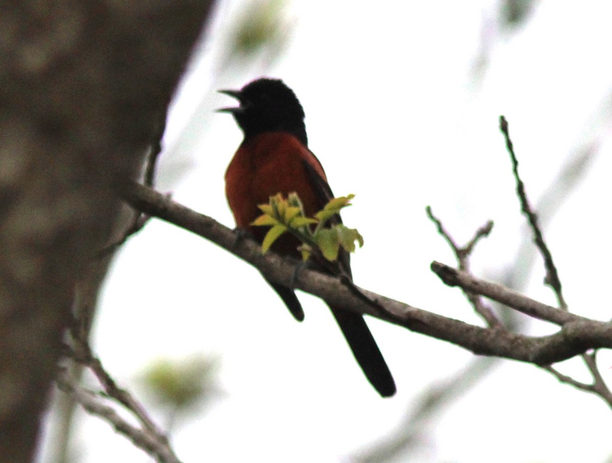 Orchard Oriole - ML618707044