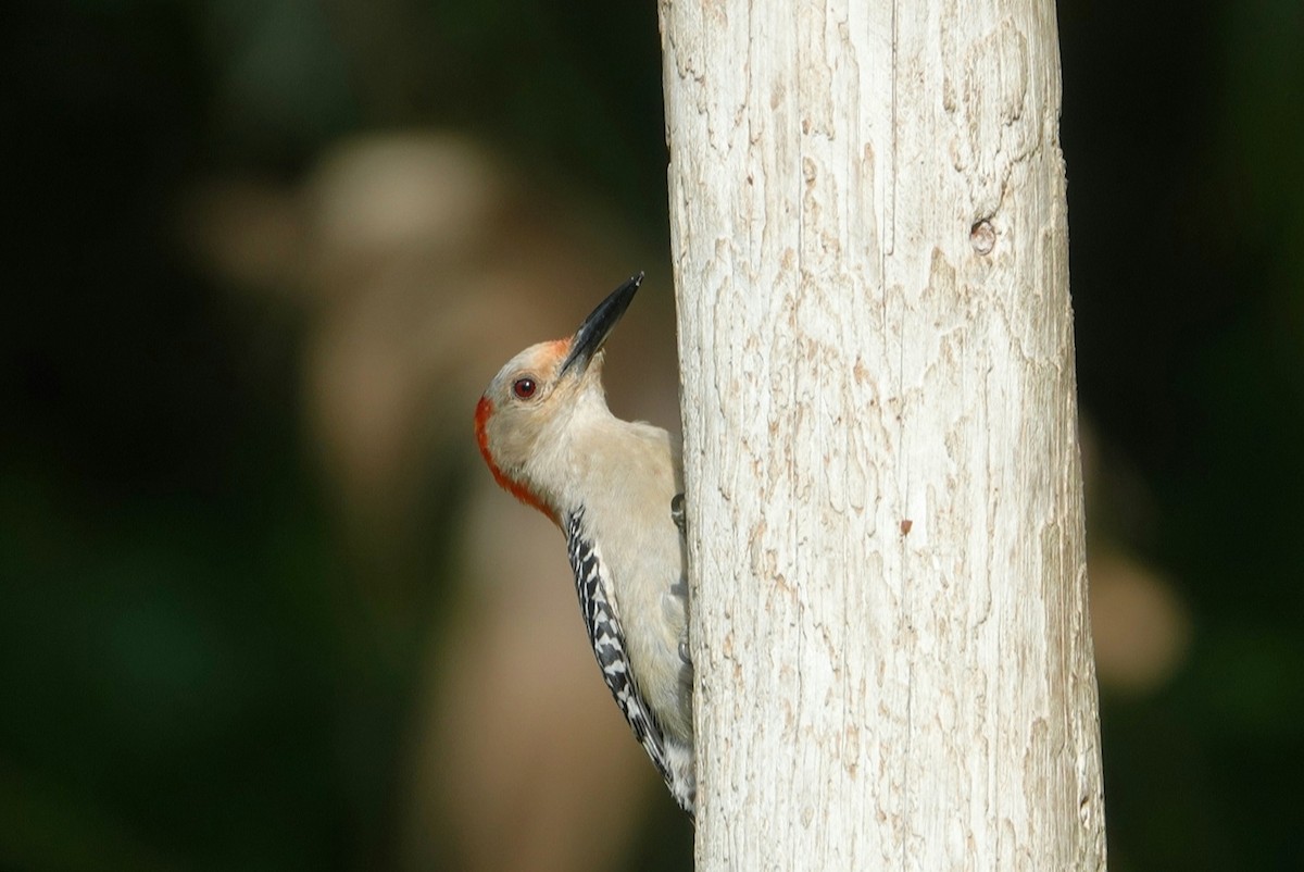 Red-bellied Woodpecker - ML618707051
