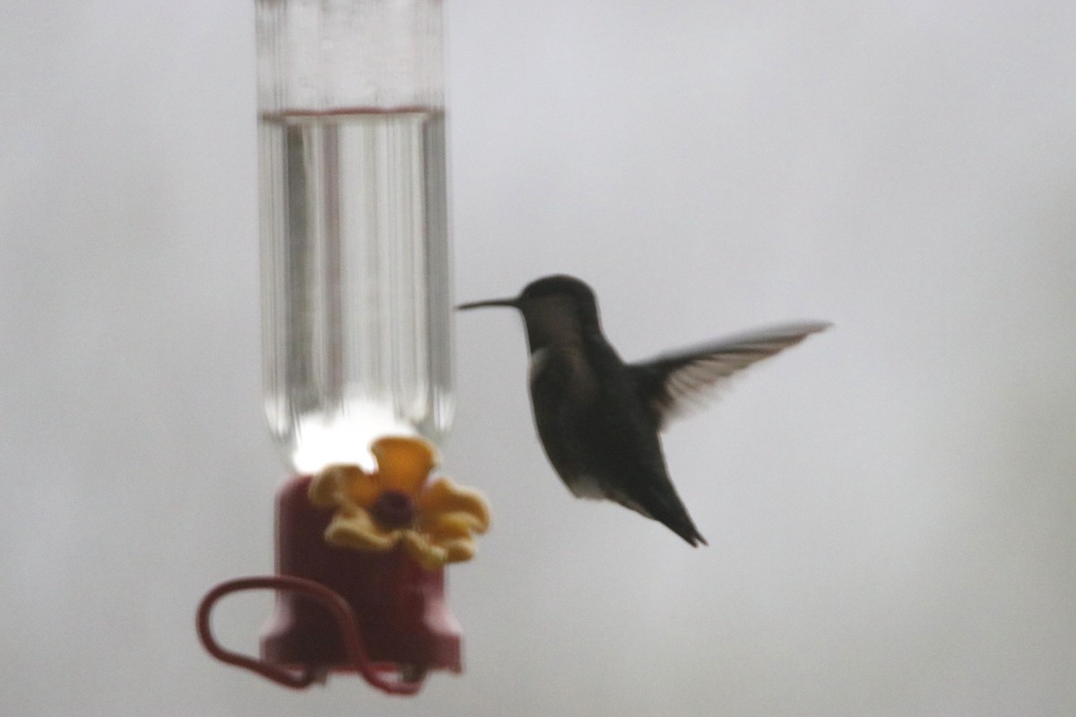 Ruby-throated Hummingbird - ML618707092