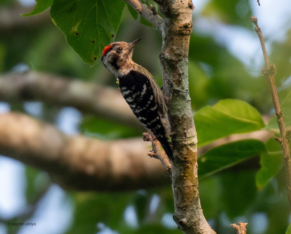 Fulvous-breasted Woodpecker - ML618707105