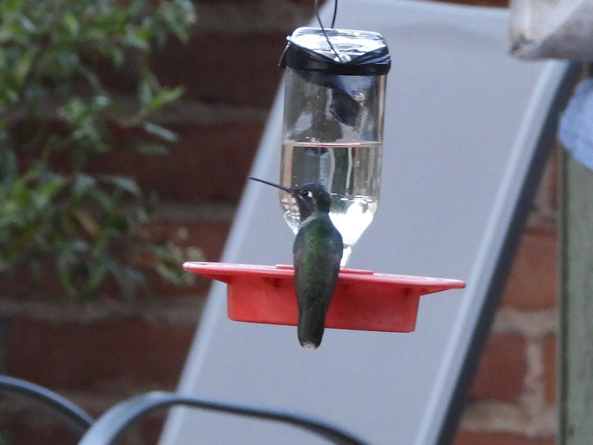 Black-chinned Hummingbird - ML618707116
