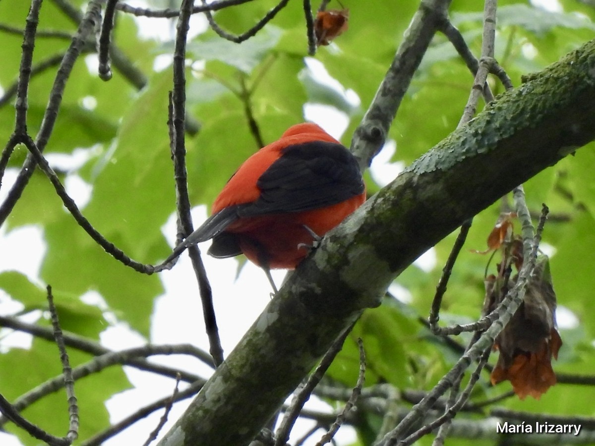 Scarlet Tanager - ML618707123