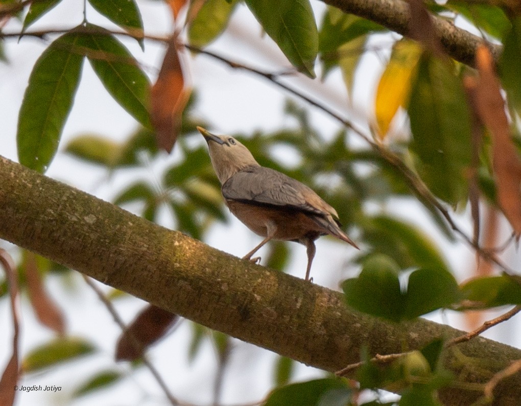 Chestnut-tailed Starling - ML618707164