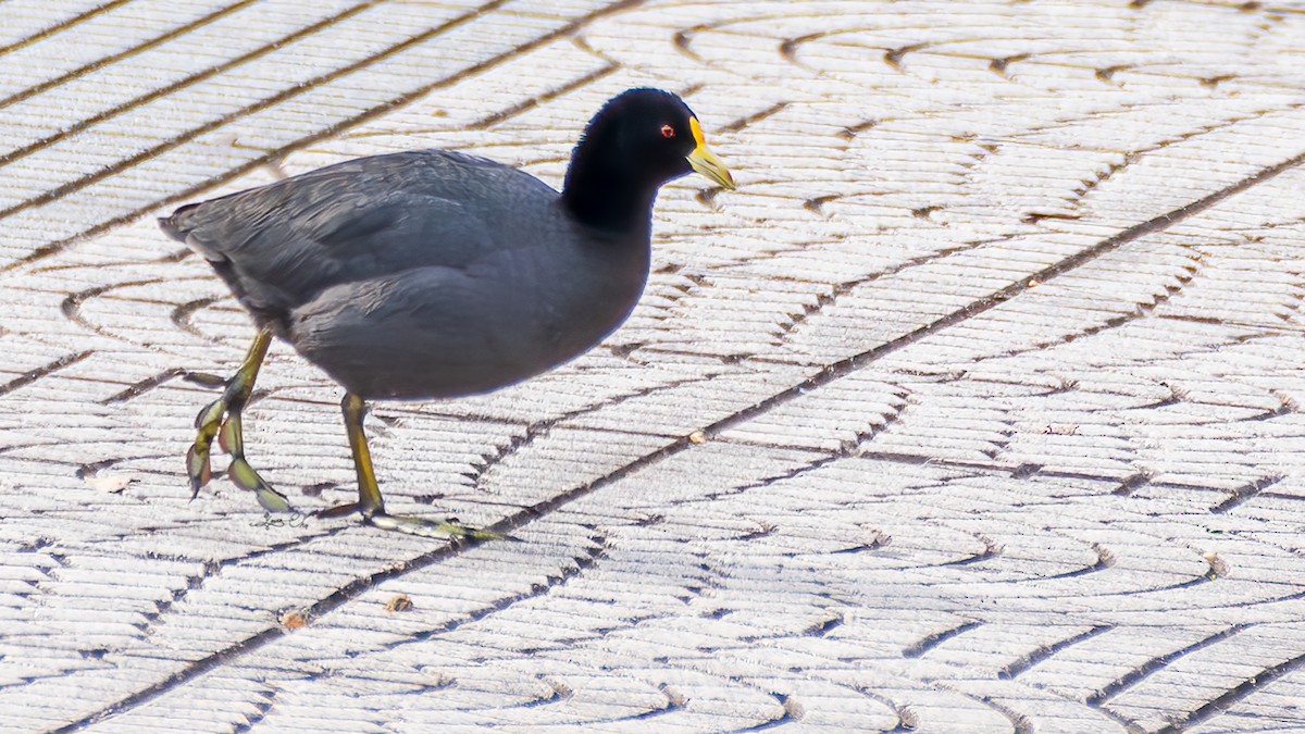 White-winged Coot - ML618707166