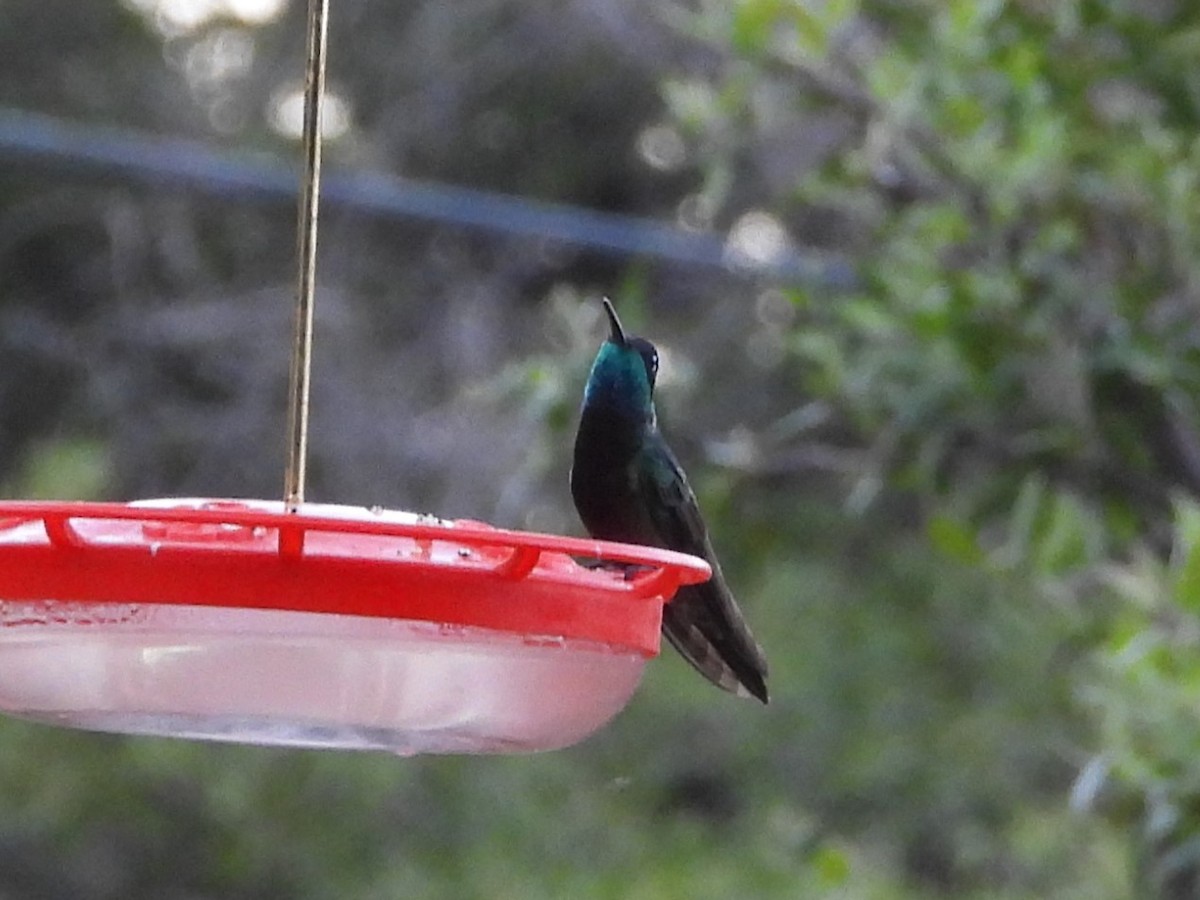 Broad-billed Hummingbird - Steven van der Veen