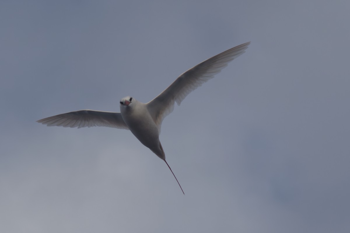 Red-tailed Tropicbird - ML618707185
