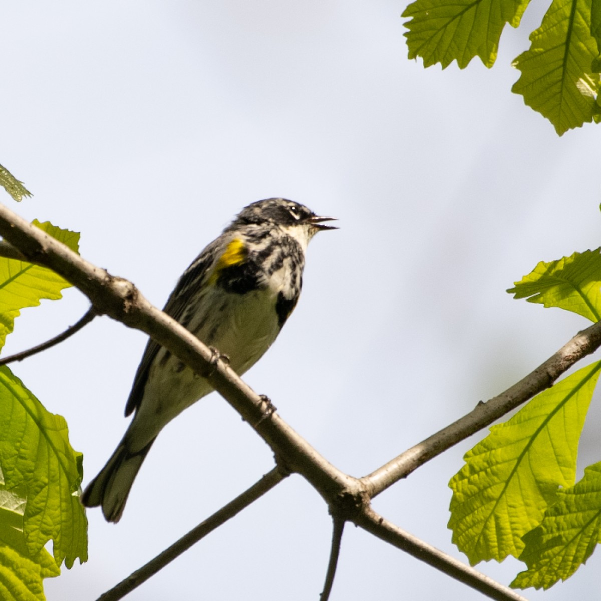 Yellow-rumped Warbler (Myrtle) - Susan Nishio