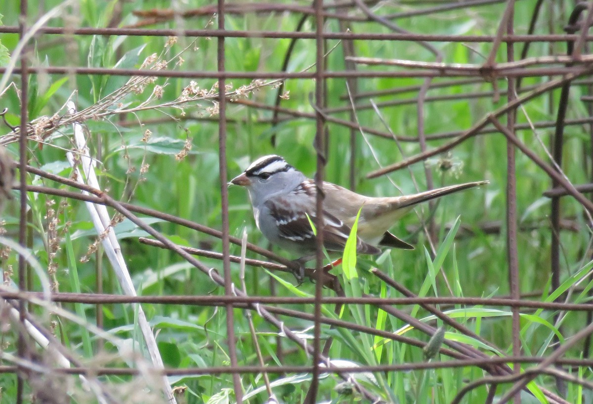 White-crowned Sparrow - ML618707188