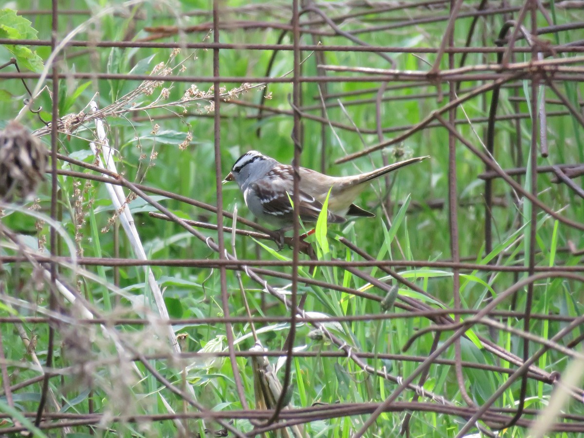 White-crowned Sparrow - ML618707189