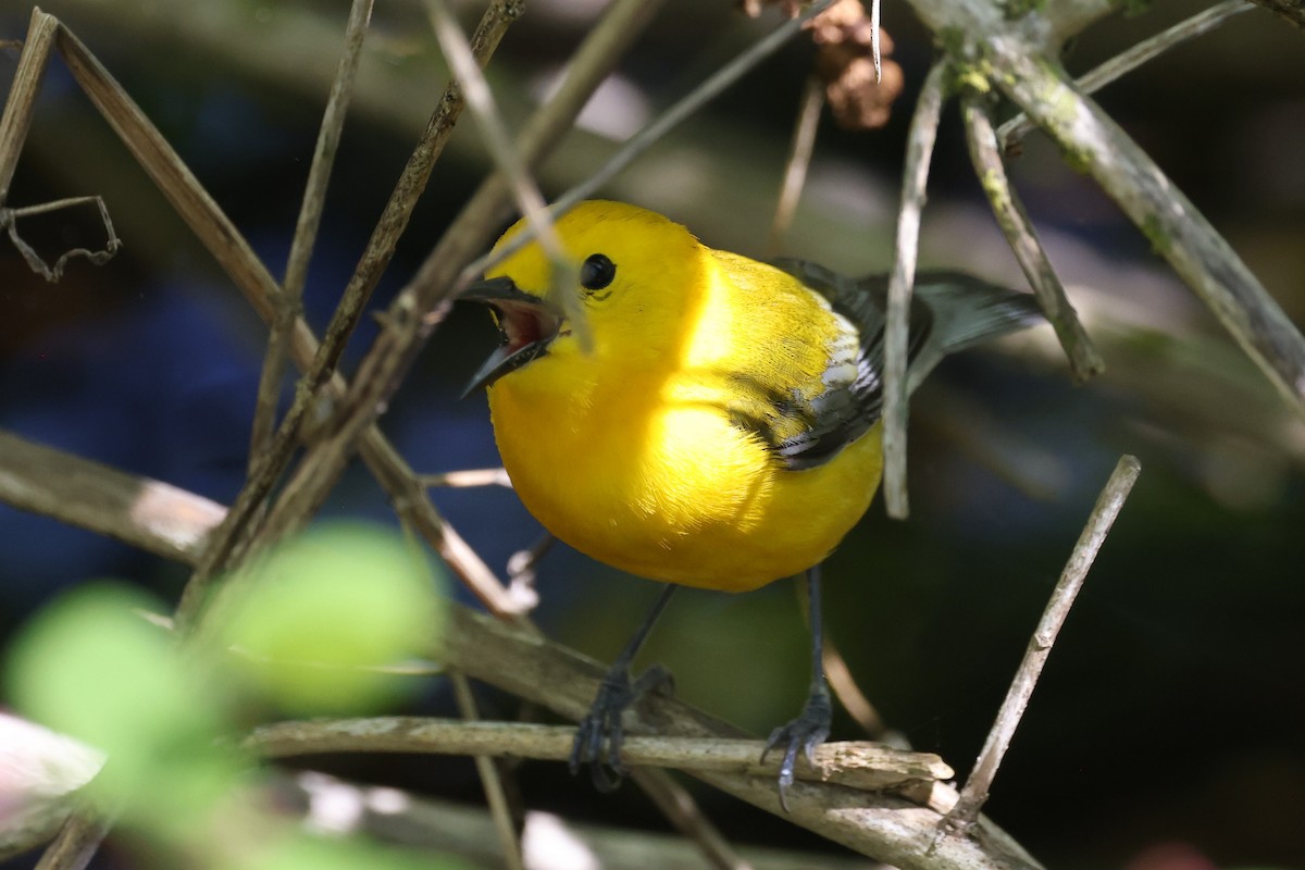 Prothonotary Warbler - ML618707195