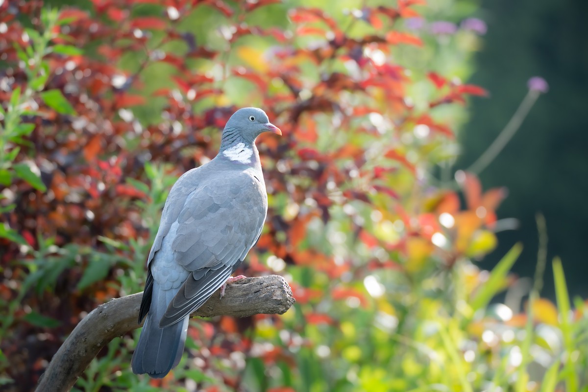 Common Wood-Pigeon - ML618707196
