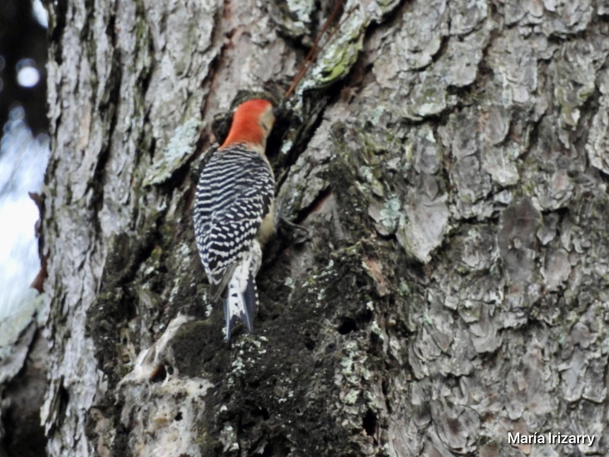 Red-bellied Woodpecker - ML618707198
