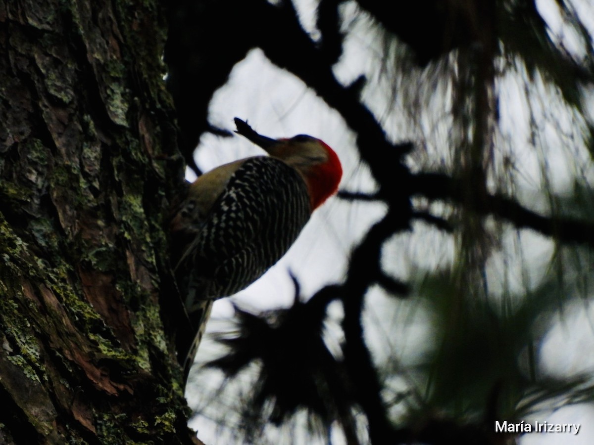 Red-bellied Woodpecker - ML618707199
