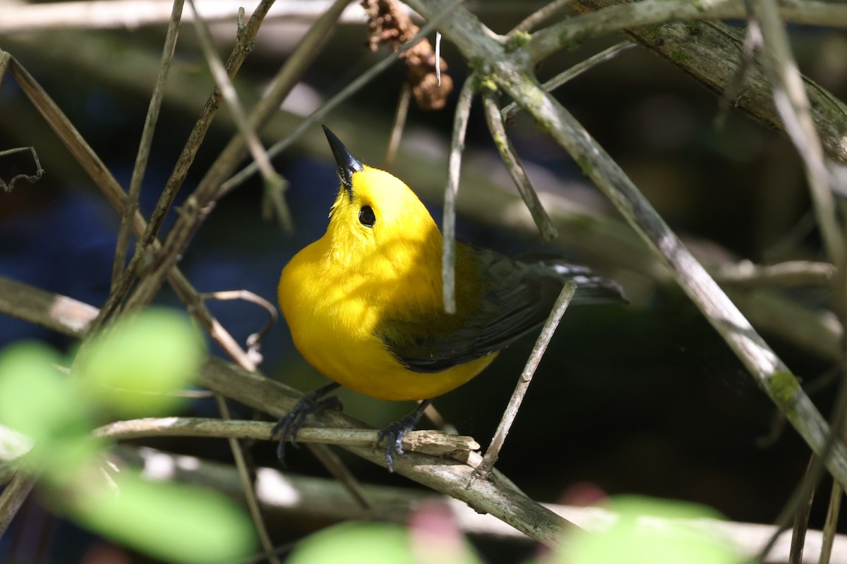Prothonotary Warbler - ML618707200