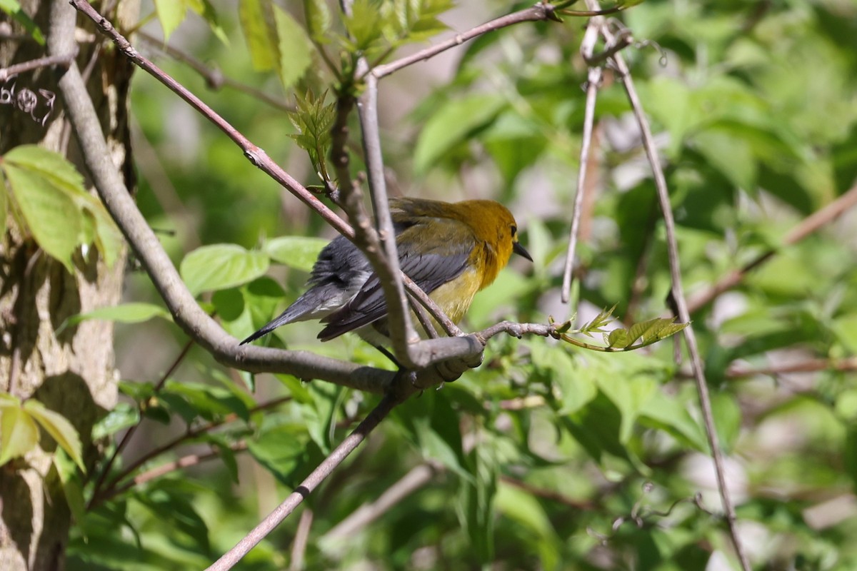 Prothonotary Warbler - ML618707204