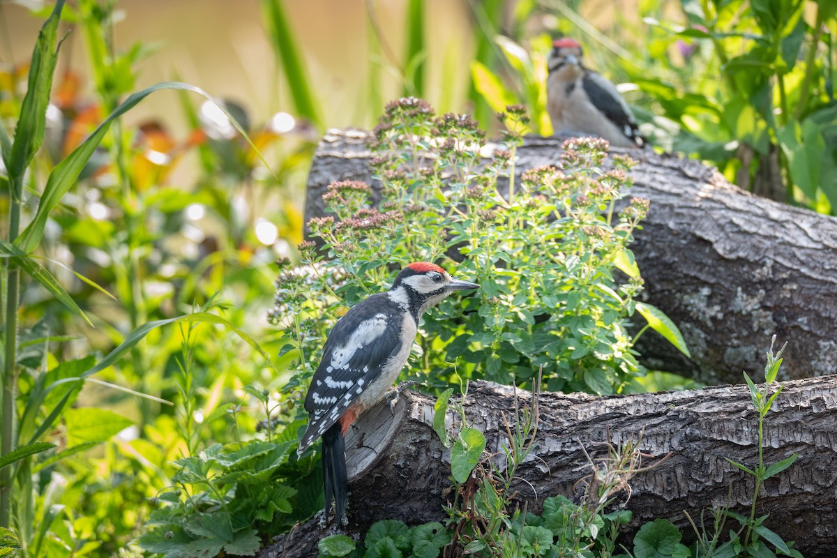 Great Spotted Woodpecker - ML618707223