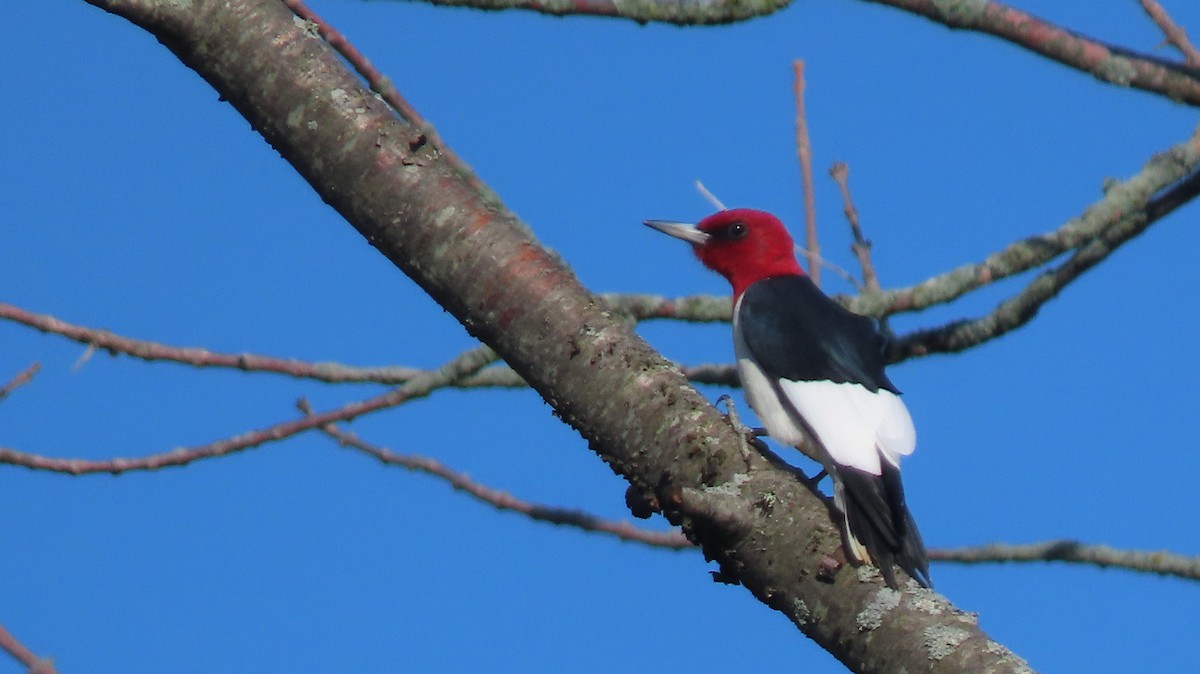 Red-headed Woodpecker - ML618707247