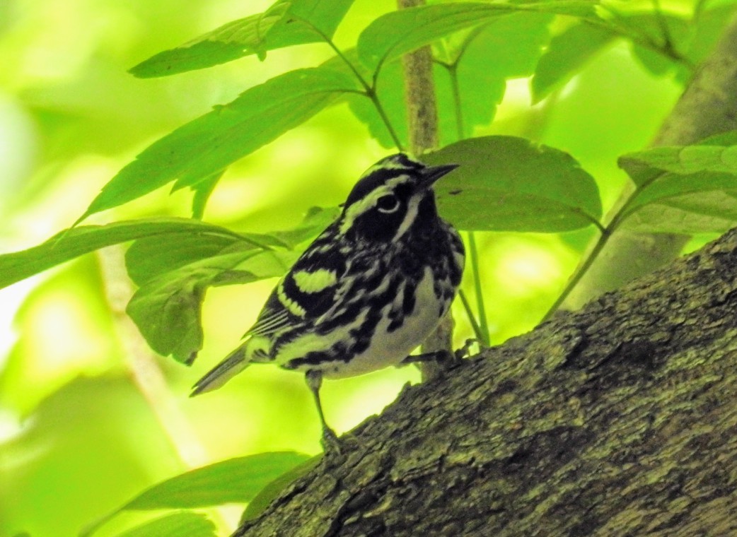 Black-and-white Warbler - ML618707257