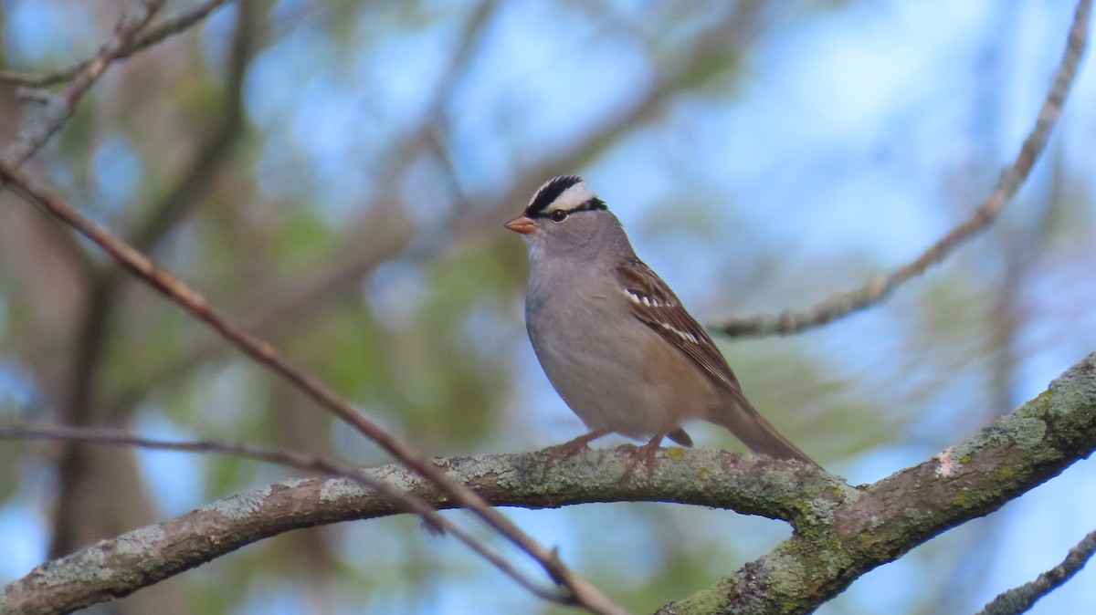 White-crowned Sparrow - ML618707263