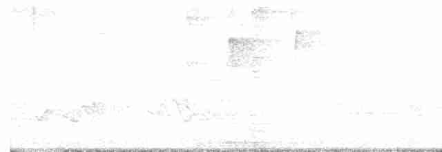 Дрізд-короткодзьоб Cвенсона - ML618707325