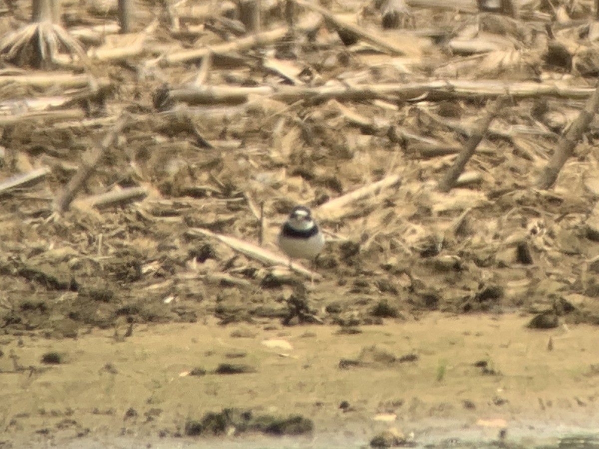 Semipalmated Plover - ML618707332