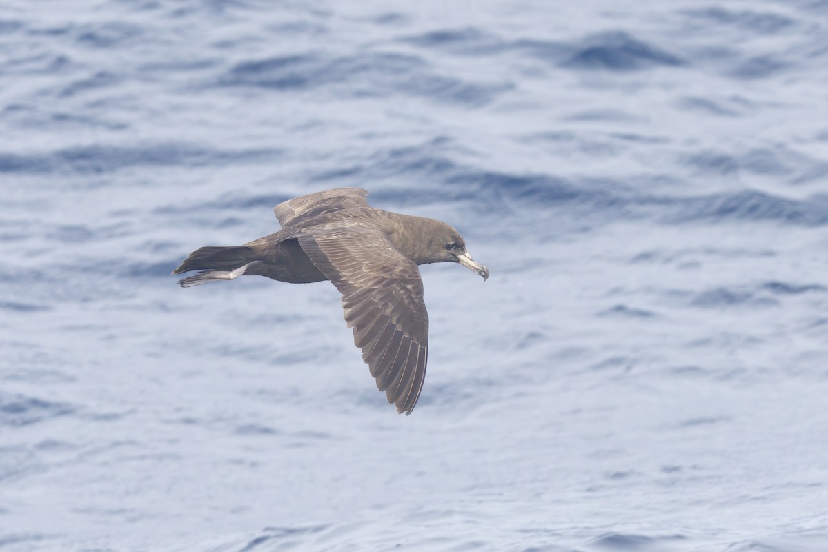 Flesh-footed Shearwater - ML618707334