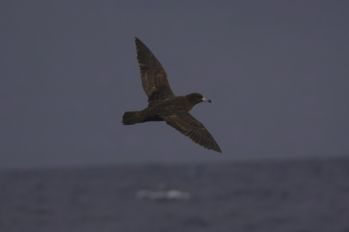 Flesh-footed Shearwater - ML618707341