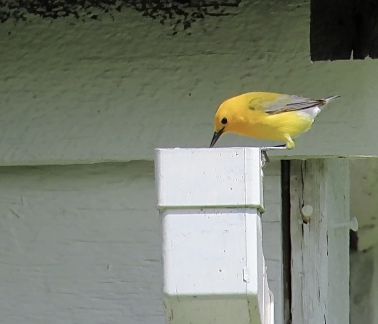 Prothonotary Warbler - ML618707349