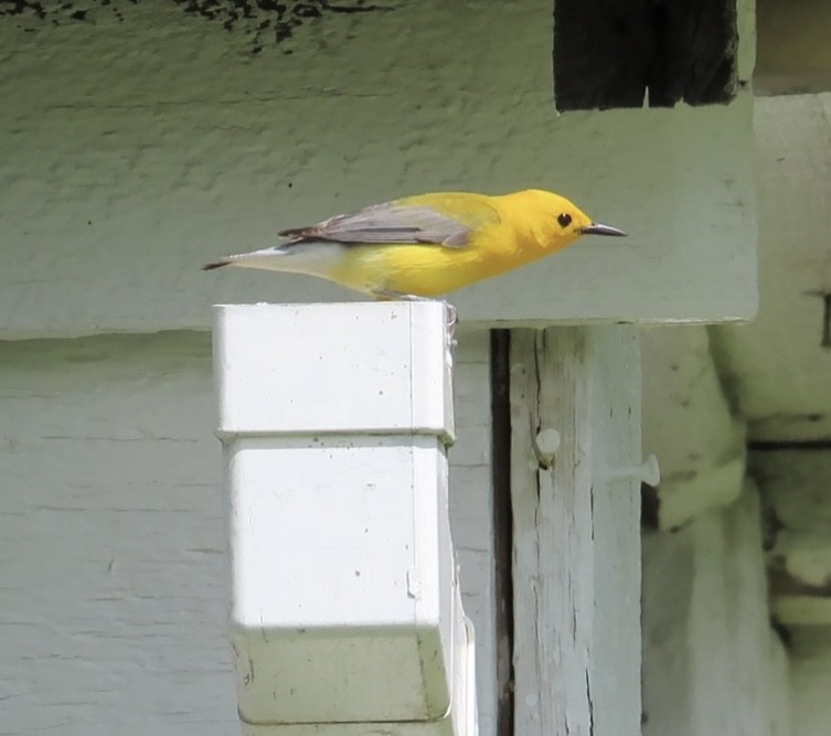Prothonotary Warbler - Linda Grebe 🦅